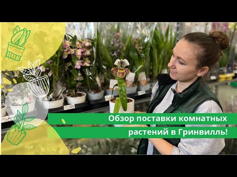 Видео: Обзор поставки комнатных растений в Гринвилль!