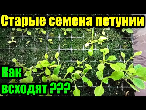 Видео: Сколько лет всходят семена петунии? Результат испытаний!