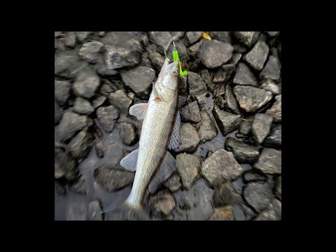 Видео: Рыбалка 🎣🎣🎣