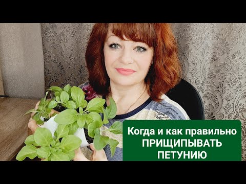 Видео: КОГДА И КАК ПРАВИЛЬНО ПРИЩИПЫВАТЬ ПЕТУНИЮ. ОБЯЗАТЕЛЬНО ФОРМИРУЕМ КУСТ ЕЩЁ В СТАДИИ РАССАДЫ.