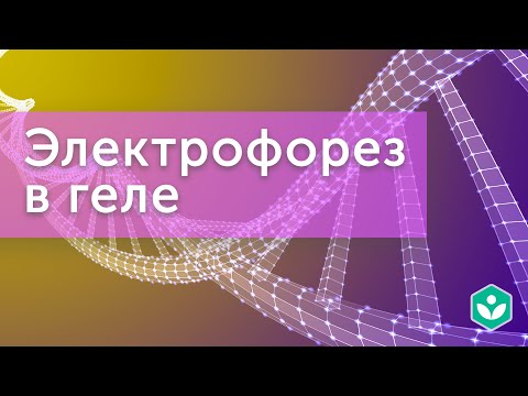 Видео: Электрофорез в геле (видео 3) | Генная инженерия |Молекулярная генетика