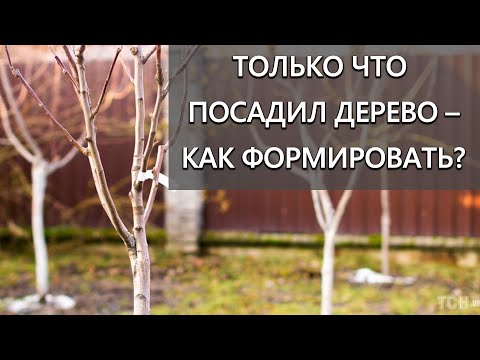 Видео: Как формировать однолетние и двухлетнее дерево?!
