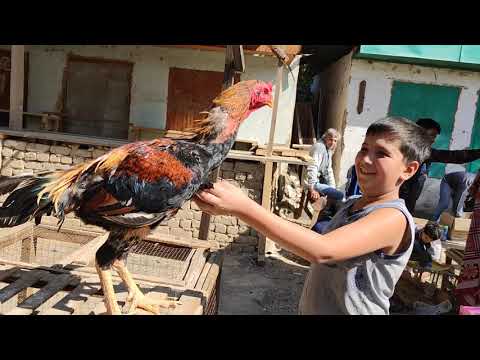 Видео: Тоок, Үндүк, Коён, Дакан БААЛАРЫ кандай болду?