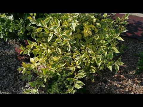 Видео: СТРИЖЕМ КУСТАРНИКИ . ИВА ХАКУРО НИШИКИ , СКУМПИЯ КОЖЕВЕННАЯ И ДЕРЕН ШПЭТА.