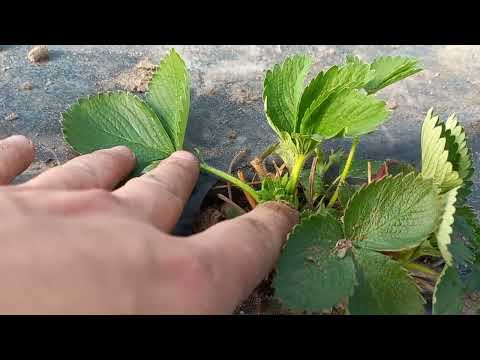 Видео: Клери или Алба, кто раньше?