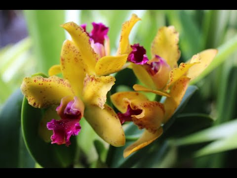 Видео: КАК РАСТУТ КАТЛЕИ. РАЗНАЯ ПОСАДКА ОРХИДЕЙ.ЧТО ЛУЧШЕ? КАТЛЕЯ БЕЗ ИМЕНИ..