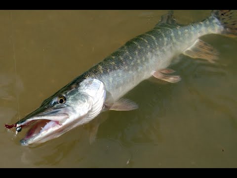 Видео: ЛОВЛЯ ЩУКИ И ОКУНЯ НА МОРМЫШИНГ В МАЕ