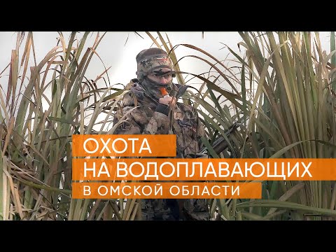 Видео: Охота на водоплавающую дичь в Омске!