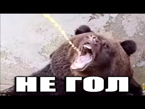 Видео: Дворец для фурри. История самого большого... ∎Смотрим ШУЕ расследование Andrboll и общаемся∎