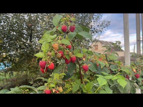 Видео: Малинник / Устройство капельного полива