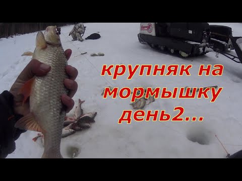 Видео: Отличный клёв на таёжной реке. День 2.