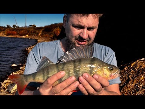 Видео: Окуни кабаны! Рыбалка на Чкаловском водохранилище! 