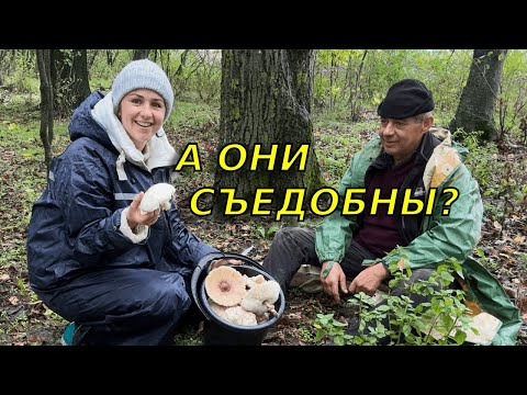 Видео: Ух ты какой улов! Впервые с папой собираем грибы! 