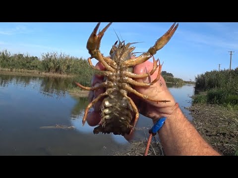 Видео: 7 РАКОВ за один заброс Кастинговой сети.Рыбалка на ШЛЮЗОВЫХ каналах