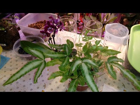 Видео: Симбиоз Орхидея и Папоротник | Пересадка Папоротника | Птерис Критский albolineata | Pteris cretica