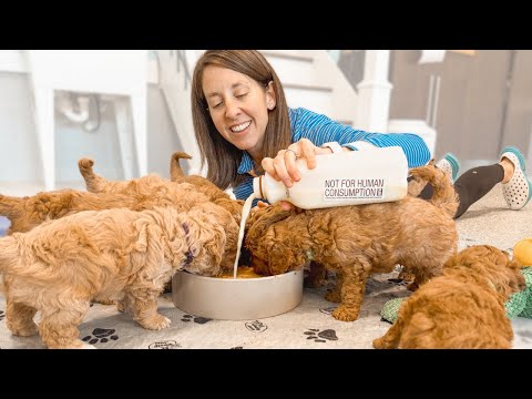 Видео: Щенки голдендудля сходят с ума от козьего молока!