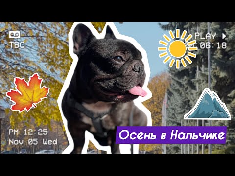 Видео: Французский бульдог Марк гуляет по Нальчику | Тёплая осень и красивейший город Кавказа