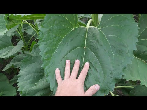 Видео: Подсолнечник 1месяц разницы при посеве это шок 😲😲