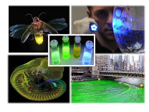 Видео: Люминесценция. От светлячка до медицинской диагностики. 21.11.2020