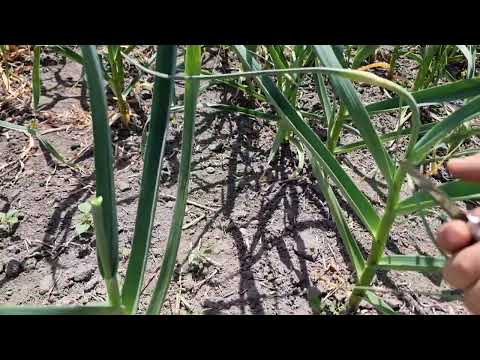 Видео: Виломка стрілки на часнику. Коли, Як, Оптимальна фаза.