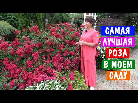 Видео: Роза Альберих - такое пышное цветение Вы никогда не видели!