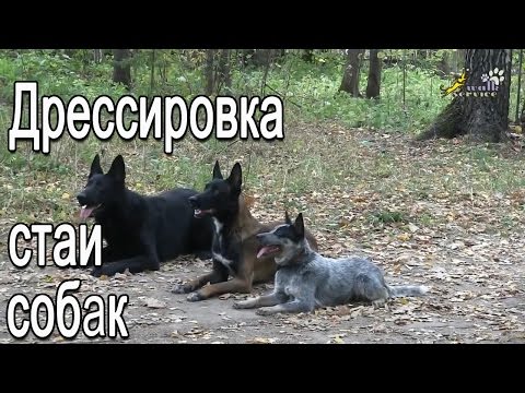 Видео: Дрессировка стаи собак, произвольная программа