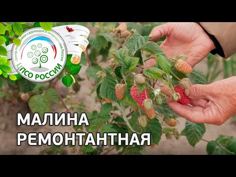 Видео: Малина ремонтантная — описание, выращивание, уход.