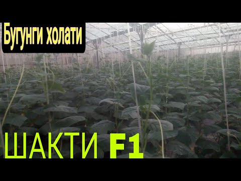 Видео: ШАКТИ F1 ХОЗИРГИ ХОЛАТИ