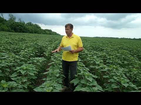 Видео: удобрения на подсолнечнике