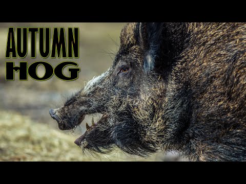 Видео: Есенни глигани - Целият епизод - Гледайте безплатно  https://safarichannel.eu/