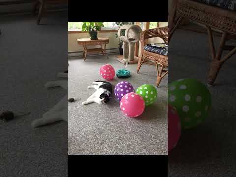 Видео: Наши котики-  Кися и Бася. Our Kussja and Bassja.