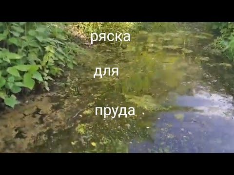 Видео: Ряска для пруда лучше чем био плато
