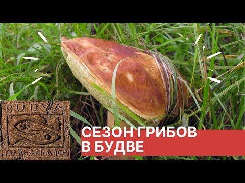 Видео: Середина Октября, сезон грибов в Черногории.