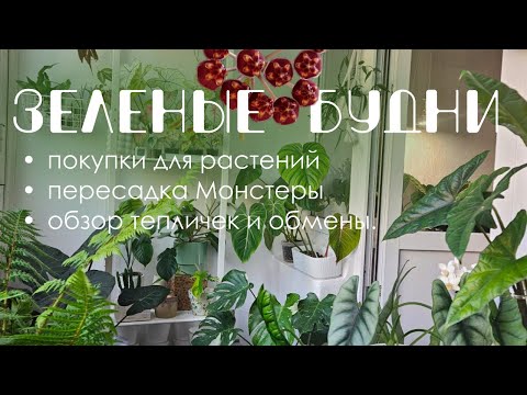 Видео: Тихий влог: покупки для растений, пересадка Монстеры Тайское Созвездие, обзор тепличек и обмены.