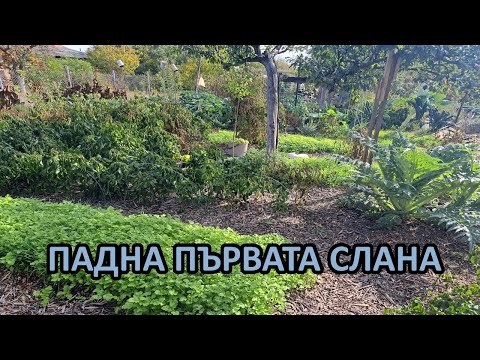 Видео: Падна първата слана - дойде ли края на сезона в градината ми без копане / Tony's permaculture garden