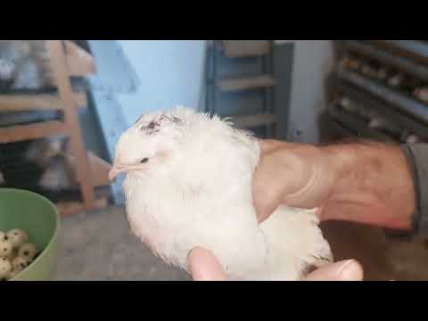 Видео: У перепёлок зелёная печень, избавляюсь от птицы.