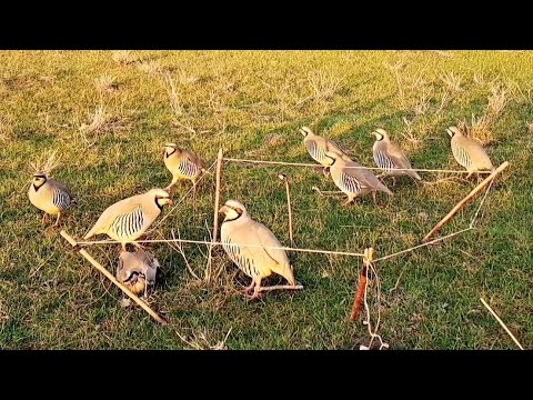 Видео: шикори  шер паланг