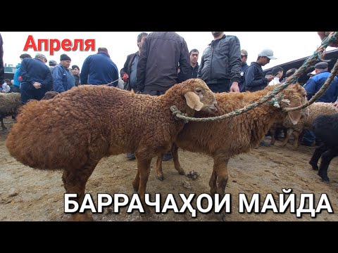 Видео: молбозор худжанд баррачахои бе оча ва оча бачахо кушкорхо нарху наво дар молбозор апрель