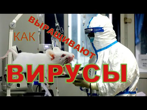 Видео: Как выращивают Вирусы