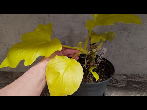 Видео: Отделяем Деток с Пня||Филодендрон Голд Сатин#plants #цветыдлядома #цветы #