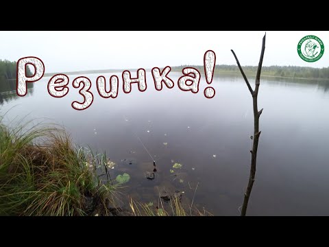 Видео: ВЫСТАВИЛИ РЕЗИНКУ И ТУТ ЖЕ ПОКЛЁВКА! ЩУКА, ОКУНЬ НА ЗАБЫТУЮ ДЕДОВСКУЮ СНАСТЬ, ЛЕСКА РЕЖЕТ ПАЛЬЦЫ!