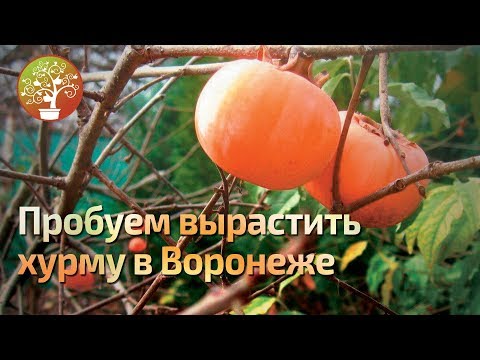 Видео: Хурма выращиваем в Воронеже