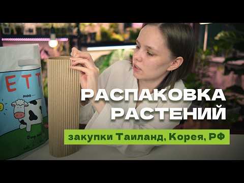 Видео: РАСПАКОВКА РАСТЕНИЙ из закупок: Таиланд, Южная Корея, Индонезия, местные коллекционеры