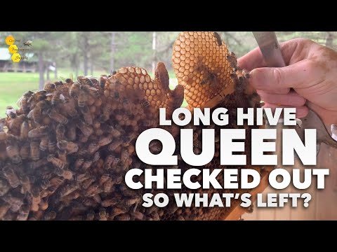 Видео: Перезимовавшая королева выехала! Что осталось в Длинном улье? [взгляд внутрь после роя]