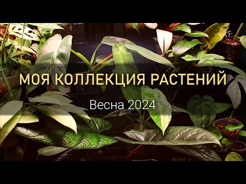 Видео: Обзор моей коллекции растений. Весна 2024. Алоказии, филодендроны, монстеры, антуриумы и др.