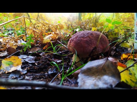 Видео: 12 жовтня 2025р. Щедрі дари осені😍♥️😊