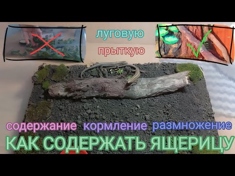 Видео: КАК содержать ЯЩЕРИЦУ? / ВСЁ о содержании, кормлении, размножении