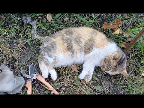 Видео: Работаем с Муськой, гостинец Виноград от друзей, наслаждаюсь осенним временем