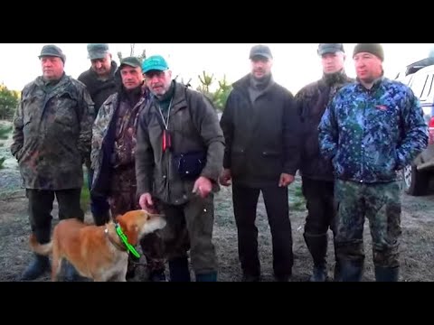 Видео: Русская гончая Пылаю вл.Попов В.Б. г. Петрозаводск  дип. III ст. с гол.8-4-4