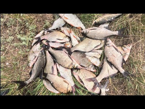 Видео: утренний клёв. Рыбалка на Самаркандском водохранилище.